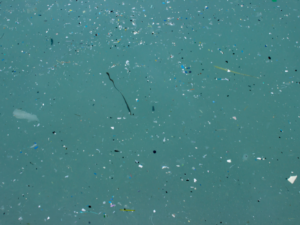 La difesa dei laghi dalle microplastiche nelle scuole italiane: i vincitori del contest di LIFE Blue Lakes ￼