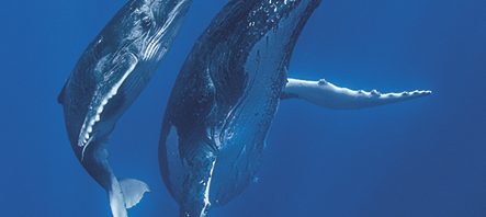 THE LIVING SEA – IL MARE VIVO