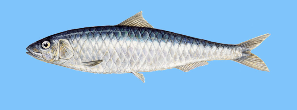 sardina
