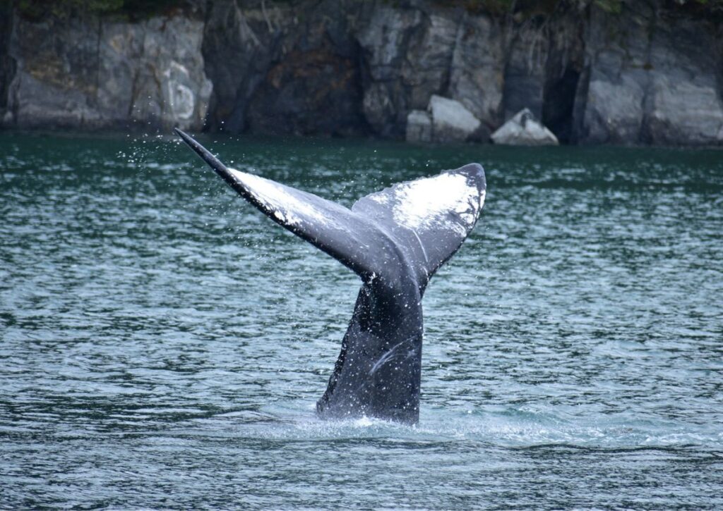 ORCA